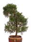 Preview: Bonsai - Juniperus chinensis 'Kishu' Chinesischer Wacholder aus Japan 226/49