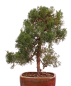 Preview: Bonsai - Juniperus chinensis 'Kishu' Chinesischer Wacholder aus Japan 226/49