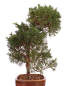 Preview: Bonsai - Juniperus chinensis 'Kishu' Chinesischer Wacholder aus Japan 226/49