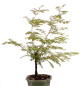 Preview: Bonsai - Metasequoia glyptostroboides, Urweltmammutbaum ca. 59 cm  227/03