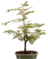 Preview: Bonsai - Metasequoia glyptostroboides, Urweltmammutbaum ca. 59 cm  227/03