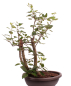 Preview: Bonsai - Malus spec.  Zier-Apfel 227/09