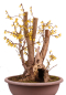 Preview: Bonsai - Forsythia x intermedia - Forsythie  227/10