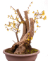 Preview: Bonsai - Forsythia x intermedia - Forsythie  227/10