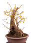 Preview: Bonsai - Forsythia x intermedia - Forsythie  227/10