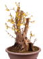 Preview: Bonsai - Forsythia x intermedia - Forsythie  227/10
