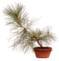 Preview: Bonsai - Pinus taiwanensis - Taiwan-Kiefer - Taiwanesische Rotkiefer 227/12