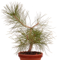 Preview: Bonsai - Pinus taiwanensis - Taiwan-Kiefer - Taiwanesische Rotkiefer 227/12