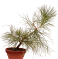 Preview: Bonsai - Pinus taiwanensis - Taiwan-Kiefer - Taiwanesische Rotkiefer 227/12