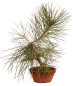 Preview: Bonsai - Pinus taiwanensis - Taiwan-Kiefer - Taiwanesische Rotkiefer 227/12