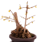 Preview: Bonsai - Forsythia x intermedia - Forsythie  227/13