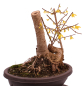 Preview: Bonsai - Forsythia x intermedia - Forsythie  227/13
