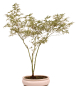 Preview: Bonsai - Acer palmatum 'Butterfly' - Japanischer Fächerahorn 227/14