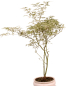 Preview: Bonsai - Acer palmatum 'Butterfly' - Japanischer Fächerahorn 227/14