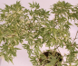 Preview: Bonsai - Acer palmatum 'Butterfly' - Japanischer Fächerahorn 227/14