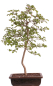 Preview: Bonsai - Crataegus monogyna - Weißdorn  227/15
