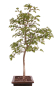 Preview: Bonsai - Crataegus monogyna - Weißdorn  227/15