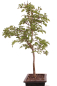 Preview: Bonsai - Crataegus monogyna - Weißdorn  227/15