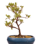 Preview: Bonsai - Japanische Satsuki Azalee 'Haru-no-Kaori' Rhododendron indicum 227/16