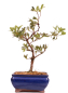 Preview: Bonsai - Japanische Satsuki Azalee 'Tsukiakari' Rhododendron indicum 227/17
