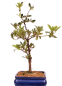 Preview: Bonsai - Japanische Satsuki Azalee 'Tsukiakari' Rhododendron indicum 227/17