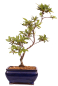 Preview: Bonsai - Japanische Satsuki Azalee 'Ariran' Rhododendron indicum 227/18