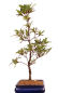 Preview: Bonsai - Japanische Satsuki Azalee 'Ariran' Rhododendron indicum 227/18