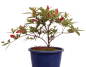 Preview: Bonsai Japanische Satsuki Azalee 'Yumehanabi' Rhododendron indicum 227/20