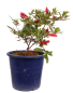 Preview: Bonsai Japanische Satsuki Azalee 'Yumehanabi' Rhododendron indicum 227/20