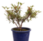 Preview: Bonsai Japanische Satsuki Azalee 'Osakazuki'' Rhododendron indicum 227/21