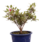 Preview: Bonsai Japanische Satsuki Azalee 'Osakazuki'' Rhododendron indicum 227/21
