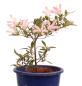 Preview: Bonsai Japanische Satsuki Azalee 'Nissho-no-Hikari' Rhododendron indicum 227/22