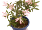 Preview: Bonsai Japanische Satsuki Azalee 'Nissho-no-Hikari' Rhododendron indicum 227/22