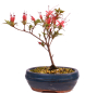 Preview: Bonsai Japanische Satsuki Azalee 'Chojuho' Rhododendron indicum 227/23
