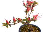 Preview: Bonsai Japanische Satsuki Azalee 'Chojuho' Rhododendron indicum 227/23