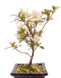 Preview: Bonsai Japanische Satsuki Azalee 'Ryokko-no-Izumi' Rhododendron indicum 227/24