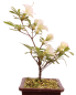 Preview: Bonsai Japanische Satsuki Azalee 'Ryokko-no-Izumi' Rhododendron indicum 227/25