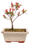 Preview: Bonsai Japanische Satsuki Azalee 'Chojuho' Rhododendron indicum 227/26