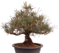 Preview: Bonsai - Pinus thunbergii - Japanische Schwarzkiefer 227/27