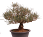 Preview: Bonsai - Pinus thunbergii - Japanische Schwarzkiefer 227/27