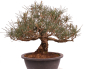 Preview: Bonsai - Pinus thunbergii - Japanische Schwarzkiefer 227/27