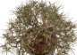 Preview: Bonsai - Pinus thunbergii - Japanische Schwarzkiefer 227/27