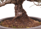 Preview: Bonsai - Pinus thunbergii - Japanische Schwarzkiefer 227/27