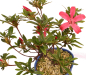 Preview: Bonsai Japanische Satsuki Azalee 'Yumehanabi' Rhododendron indicum 227/28