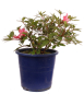 Preview: Bonsai Japanische Satsuki Azalee  Rhododendron indicum 227/30
