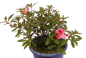 Preview: Bonsai Japanische Satsuki Azalee  Rhododendron indicum 227/30