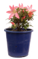 Preview: Bonsai Japanische Satsuki Azalee  Rhododendron indicum 227/31