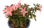 Preview: Bonsai Japanische Satsuki Azalee  Rhododendron indicum 227/31