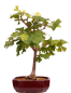 Preview: Bonsai - Ginkgo biloba - Fächerblattbaum 227/32