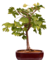 Preview: Bonsai - Ginkgo biloba - Fächerblattbaum 227/32
